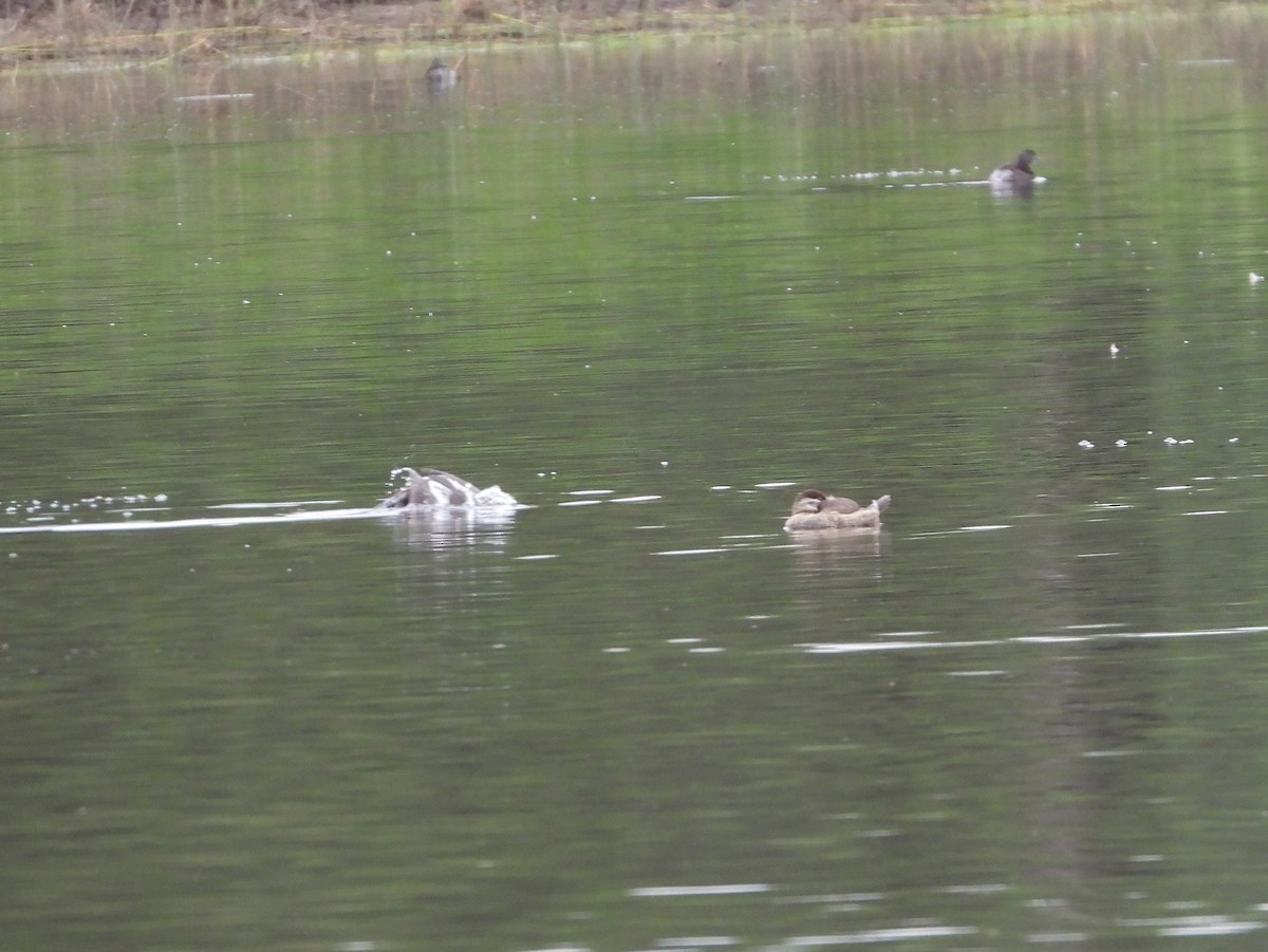 Long-tailed Duck - ML611954925