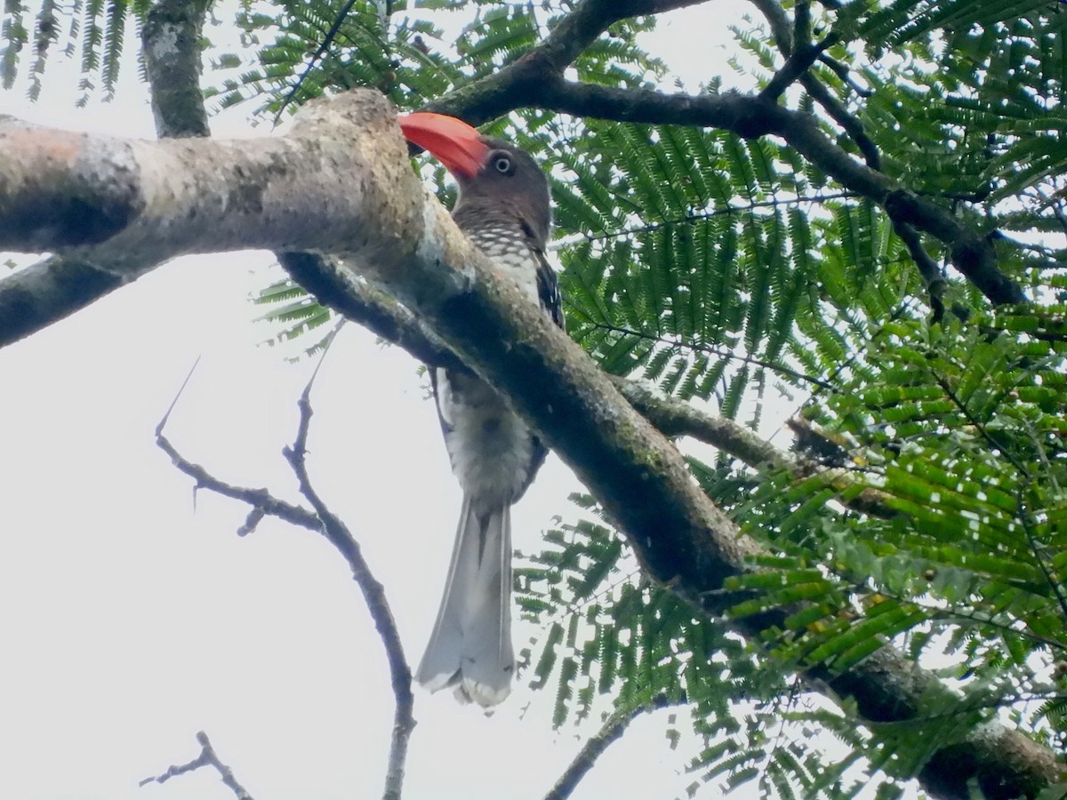 Red-billed Dwarf Hornbill - ML611954928