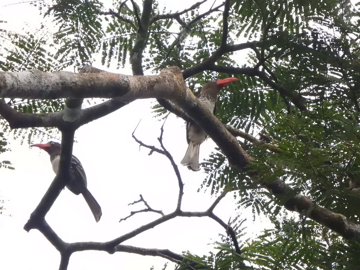 Red-billed Dwarf Hornbill - ML611954929