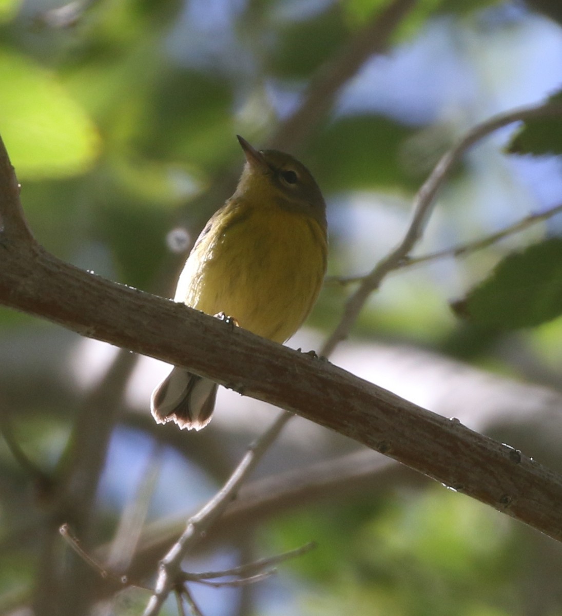 Prairie Warbler - ML611954984