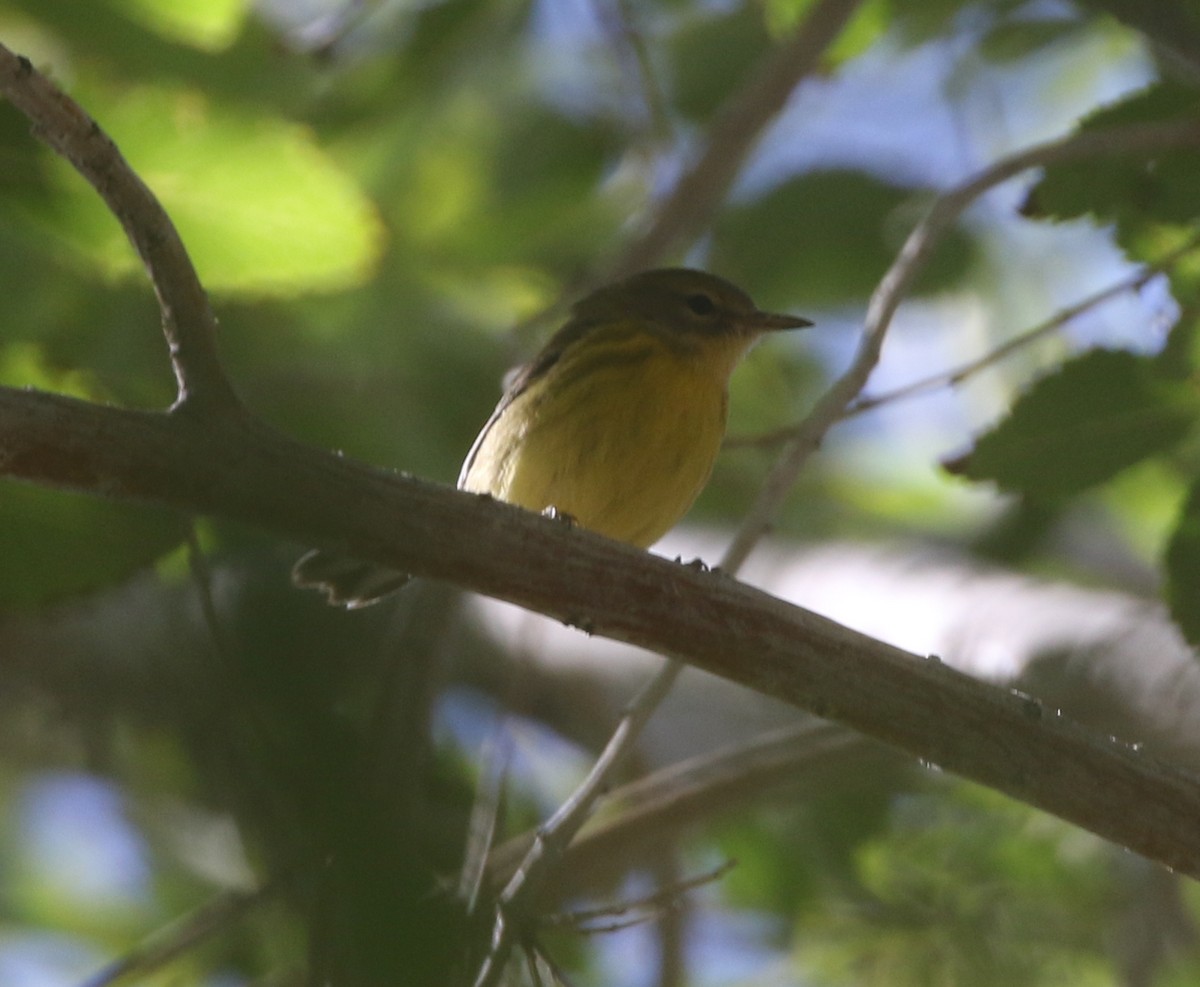 Prairie Warbler - ML611954985