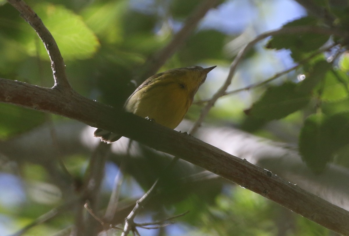 Prairie Warbler - logan kahle