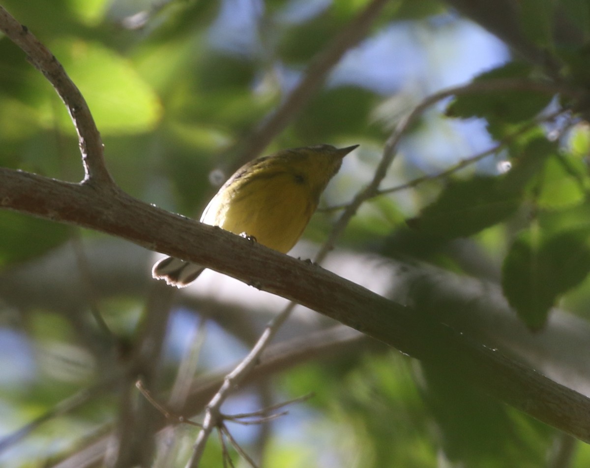 Prairie Warbler - ML611954987