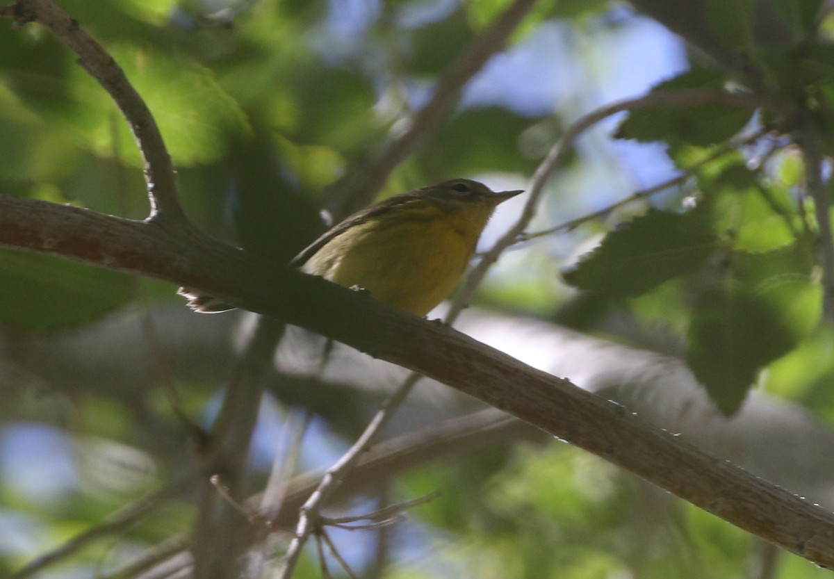 Prairie Warbler - ML611954988