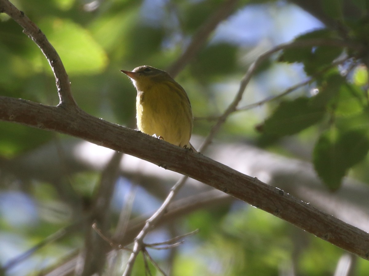 Prairie Warbler - ML611954990