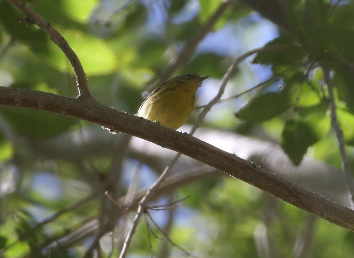 Prairie Warbler - ML611954991