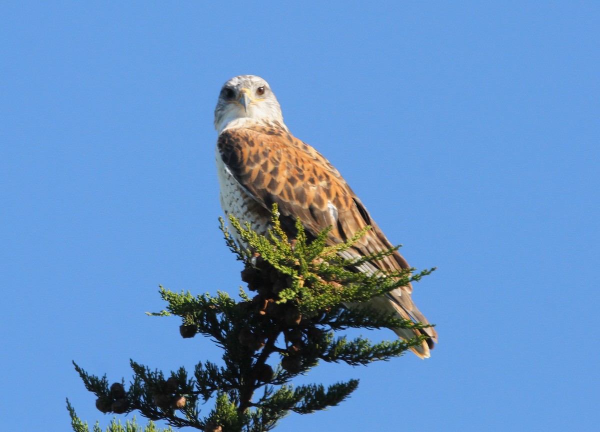 Ferruginous Hawk - Mark Hays