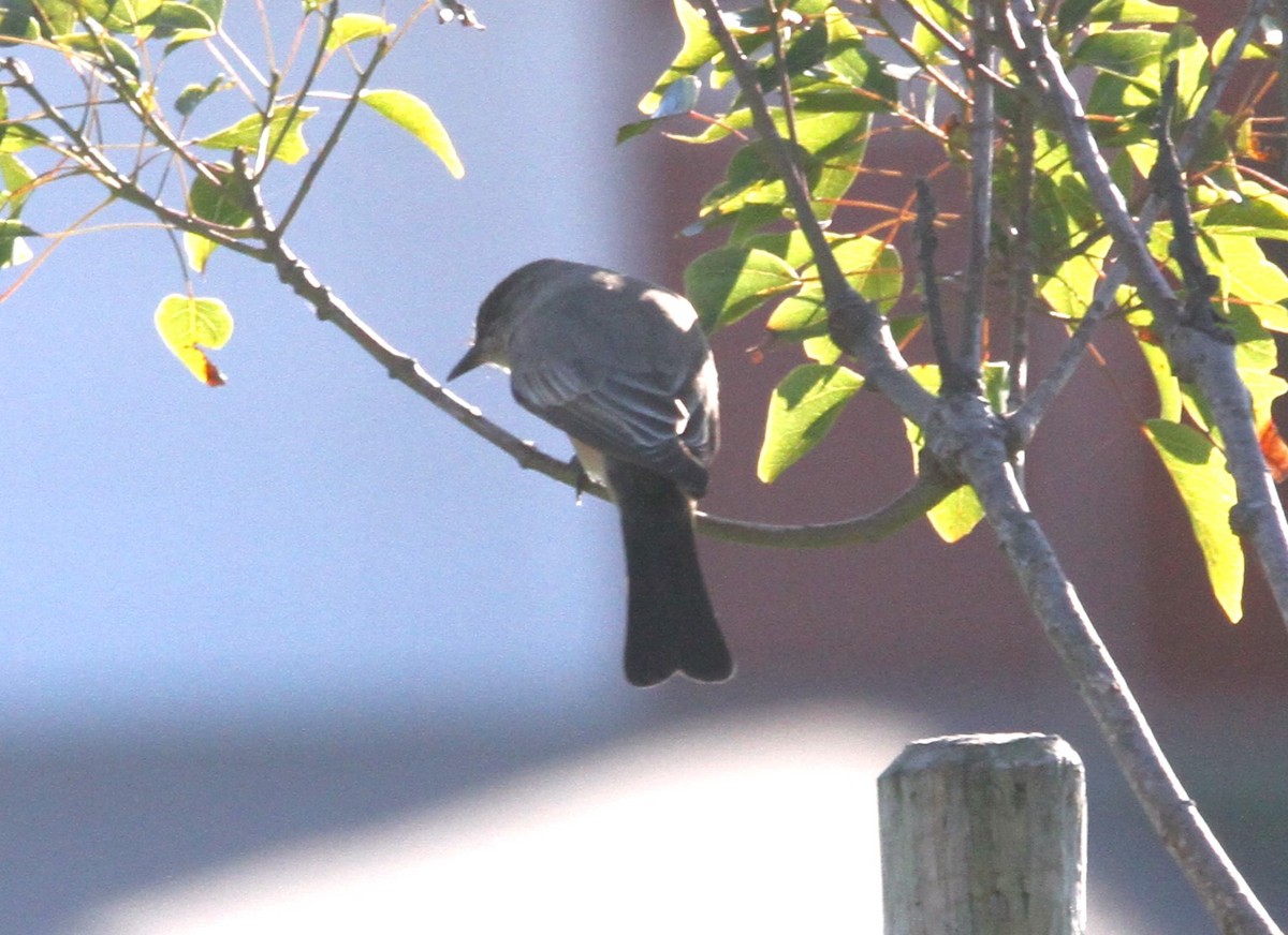 Say's Phoebe - Mark Hays