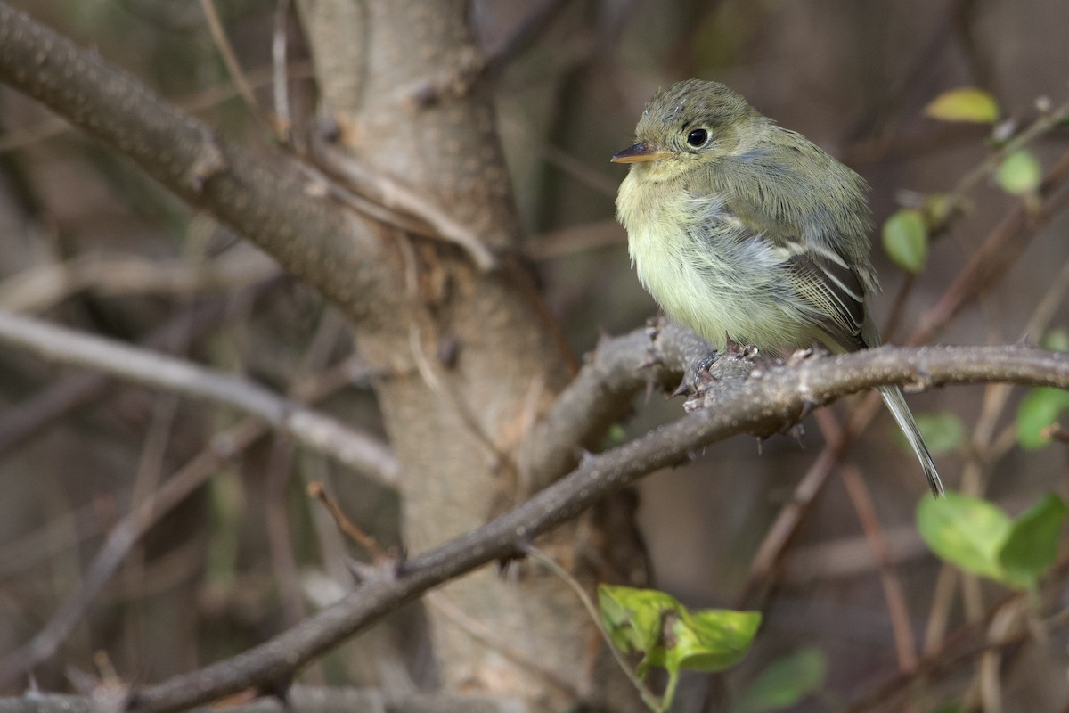 Western Flycatcher - ML611955068