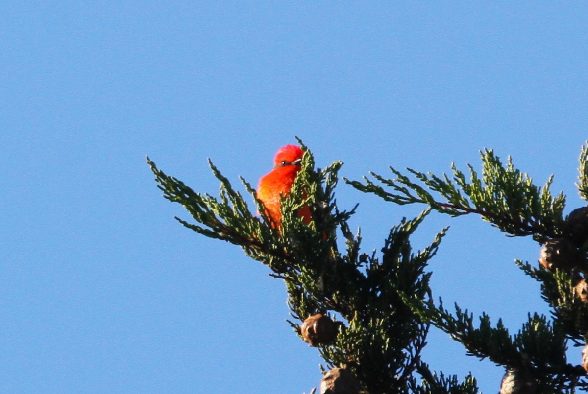 Vermilion Flycatcher - Mark Hays