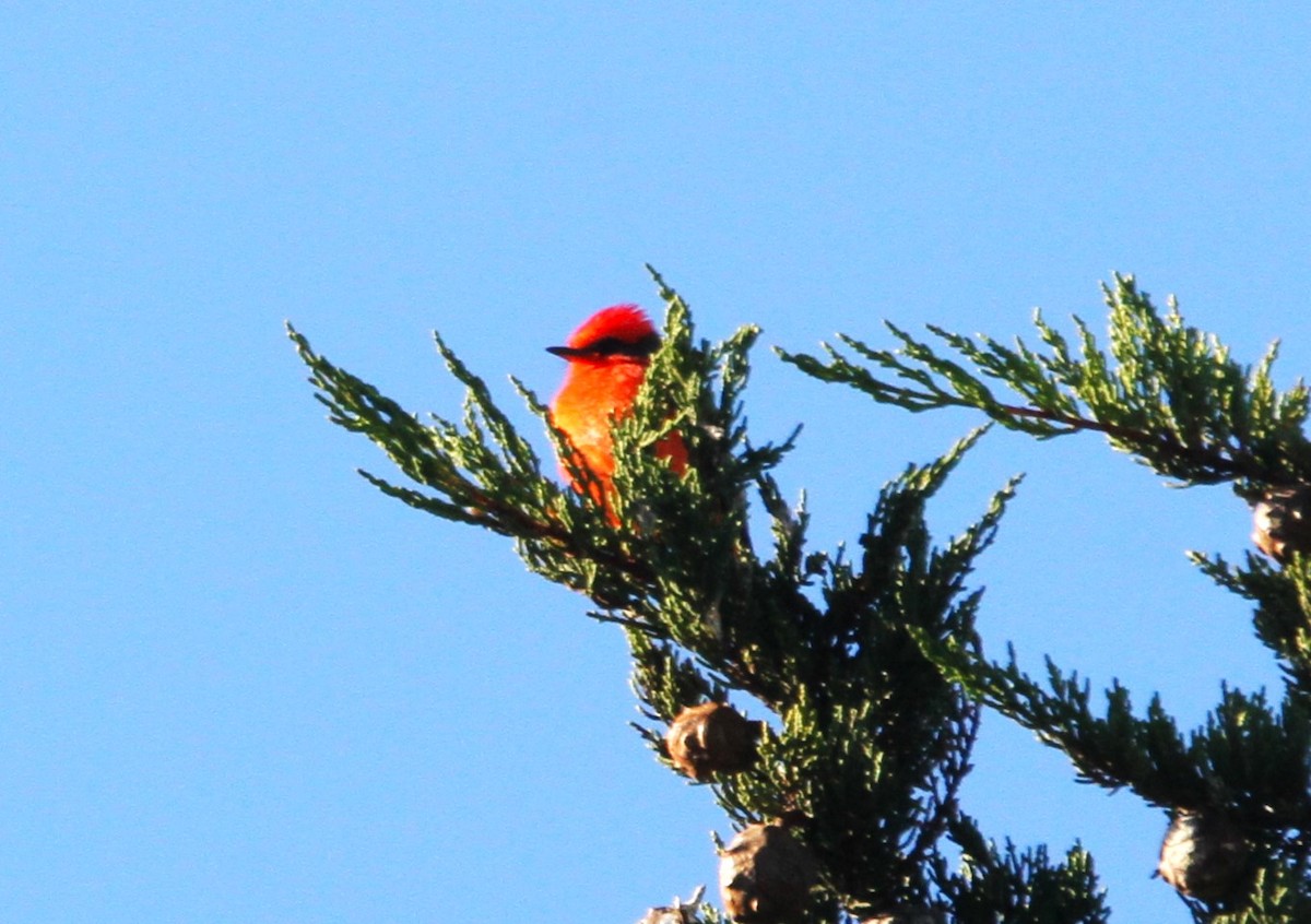 Vermilion Flycatcher - Mark Hays