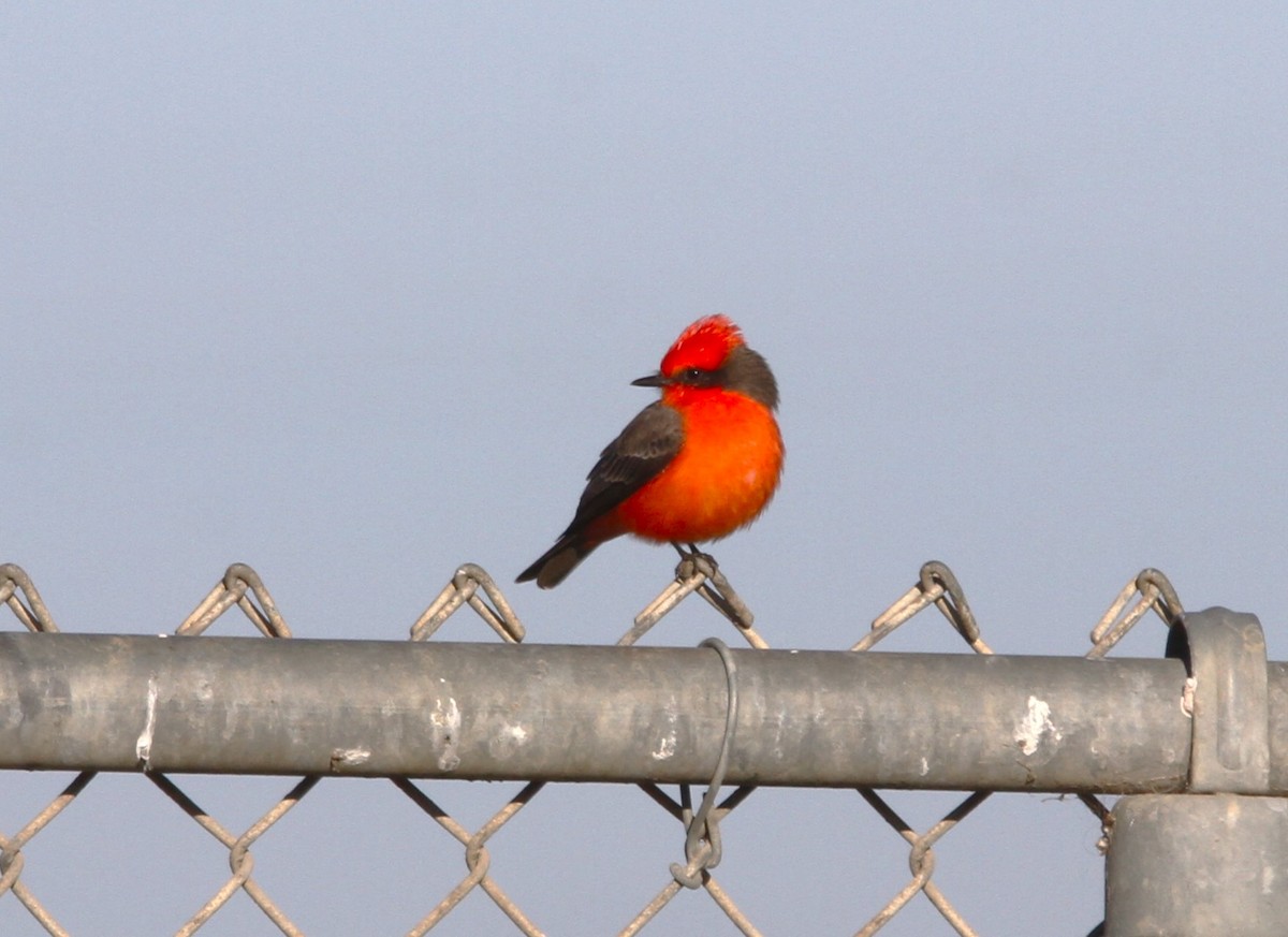 Vermilion Flycatcher - Mark Hays