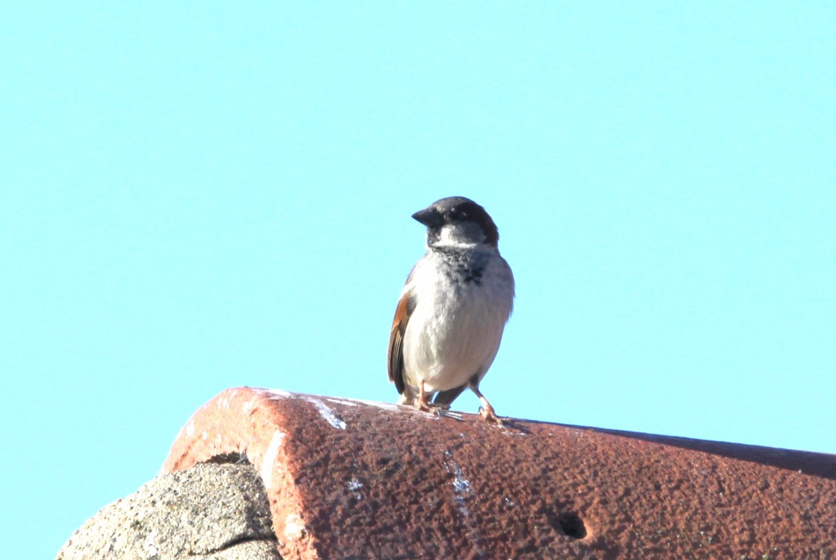 House Sparrow - Mark Hays