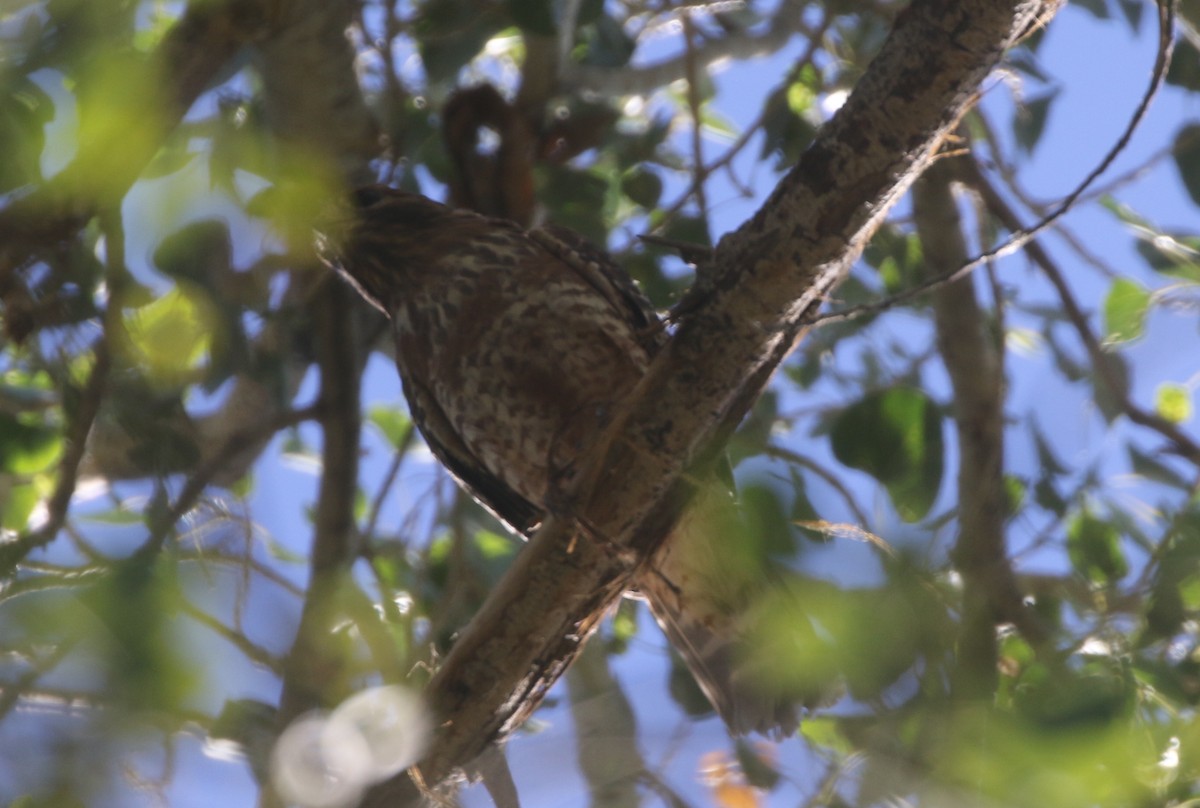 Red-shouldered Hawk - ML611955145