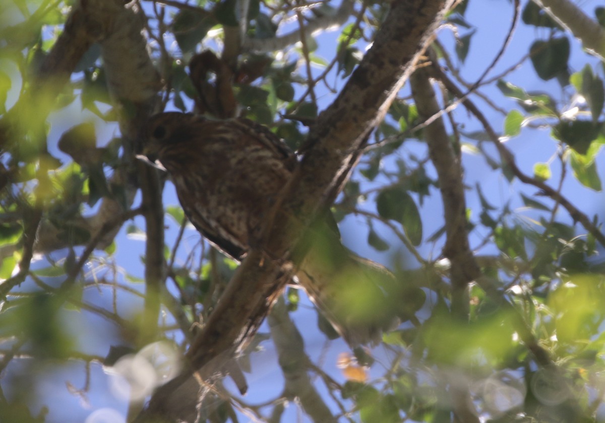 Red-shouldered Hawk - ML611955146