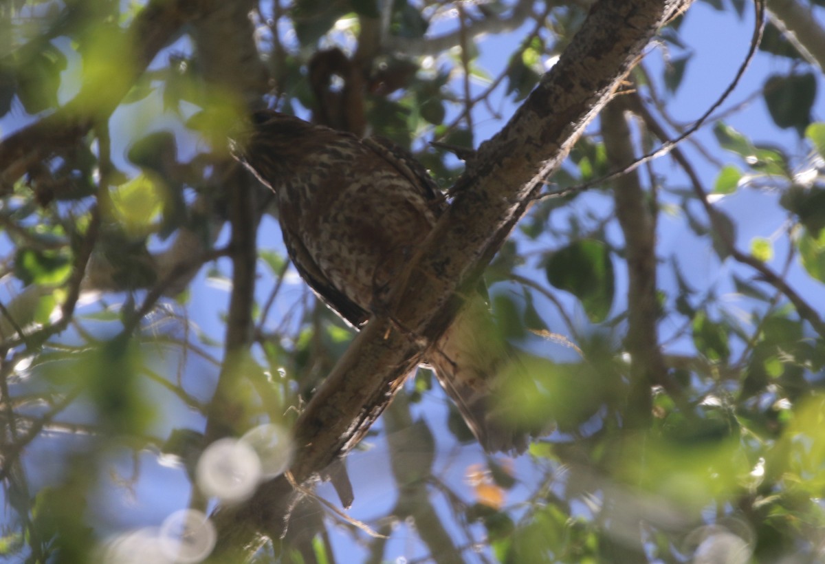 Red-shouldered Hawk - ML611955147