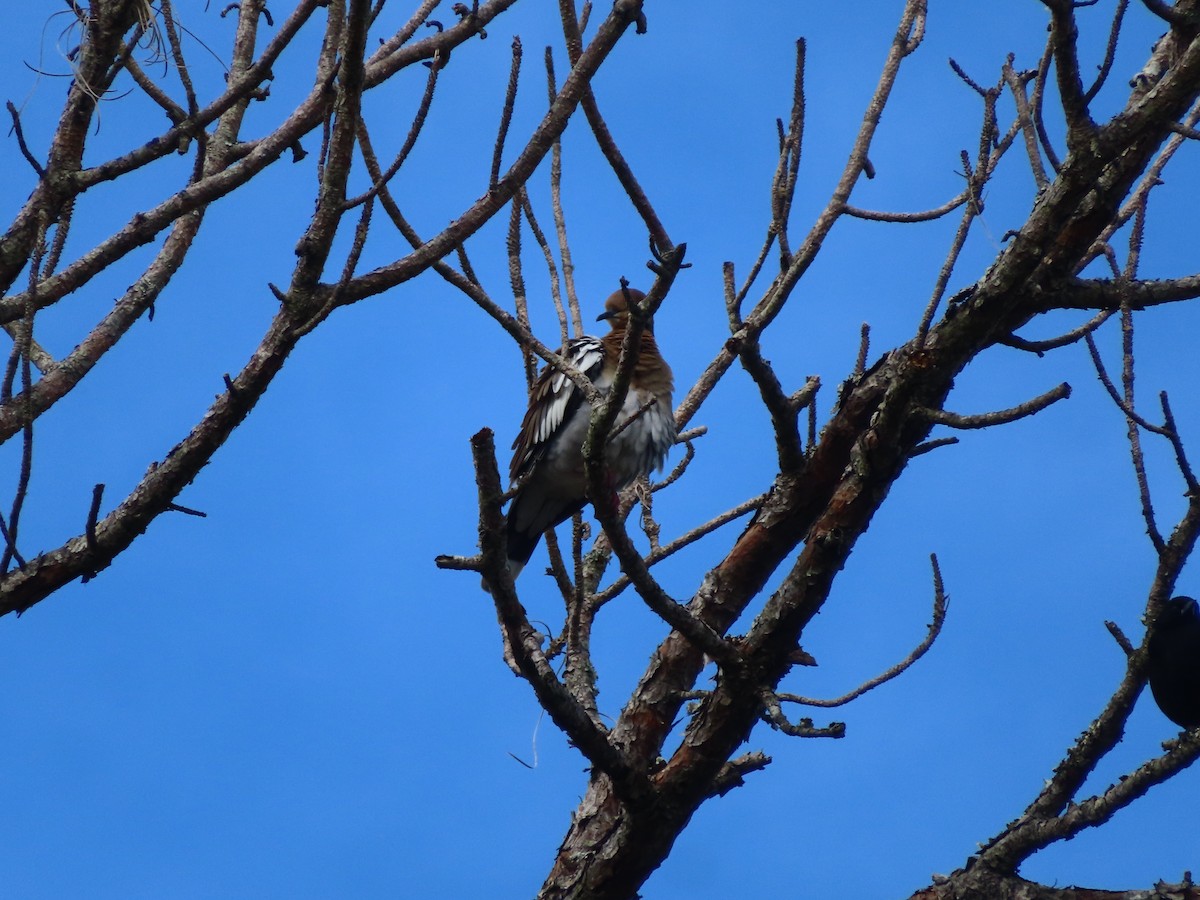White-winged Dove - ML611955161