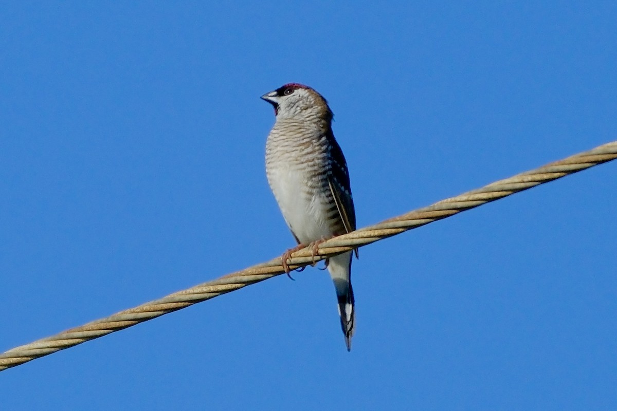 Plum-headed Finch - ML611955167