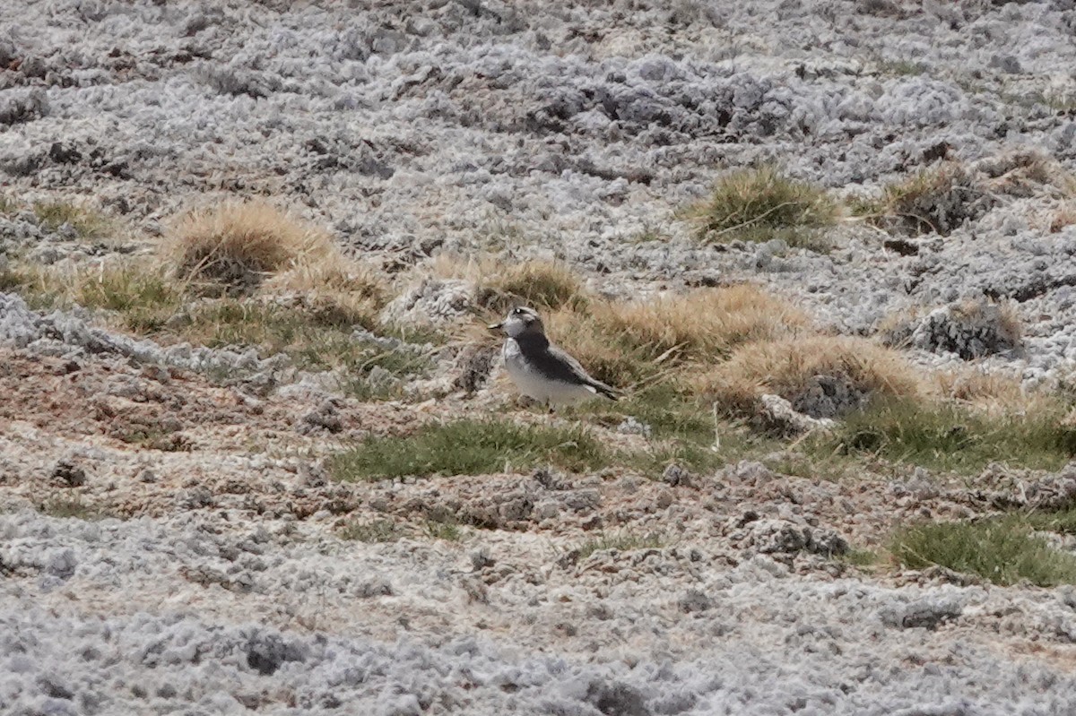 Puna Plover - ML611955173