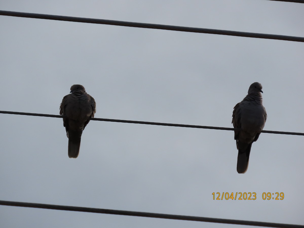 Eurasian Collared-Dove - ML611955201