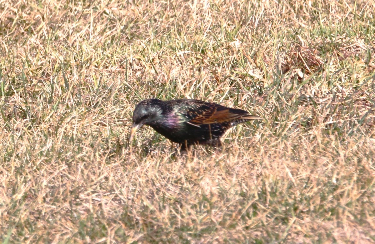 European Starling - ML611955203