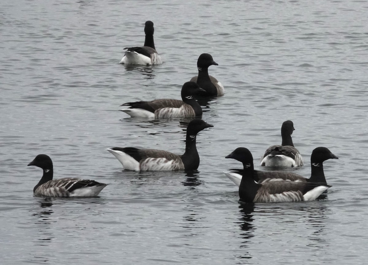 Brant - ML611955206