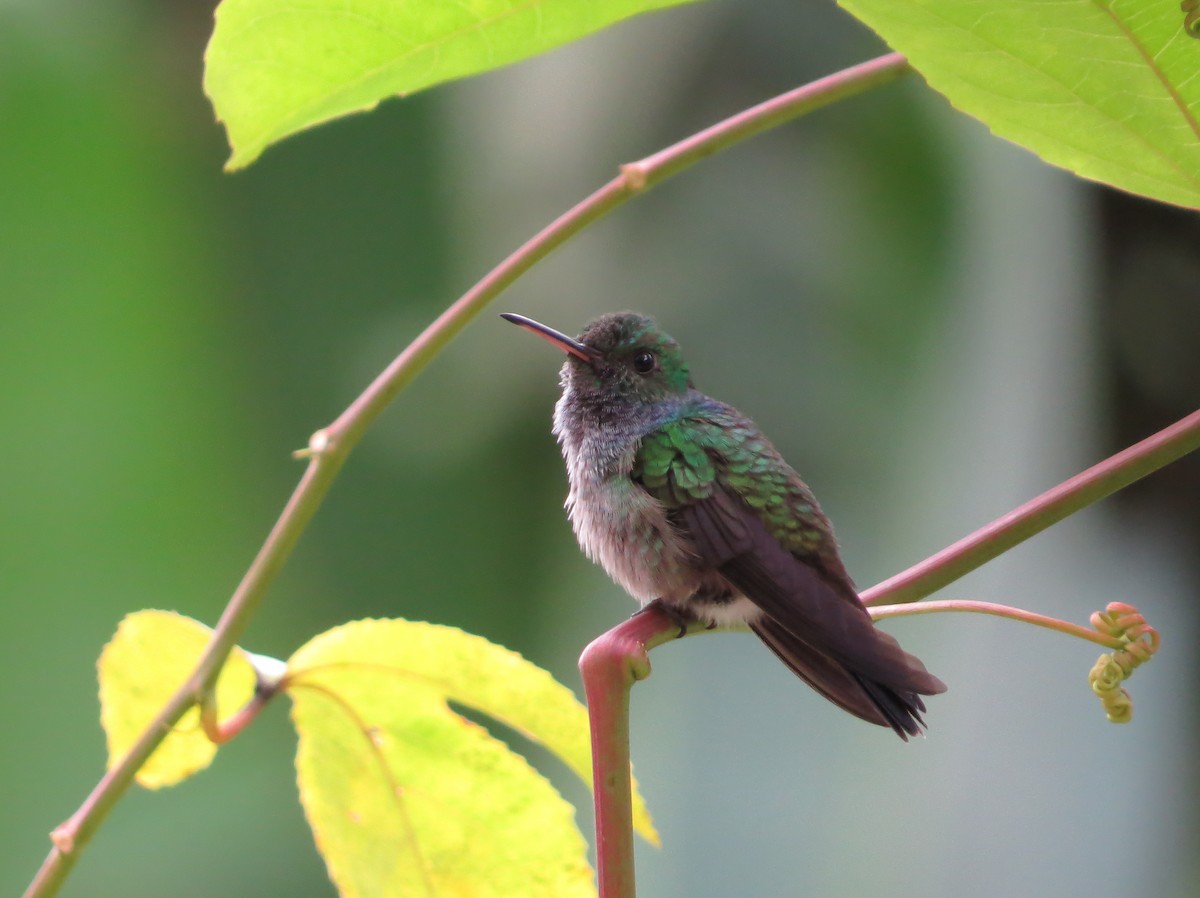Blue-chested Hummingbird - Ann Truesdale