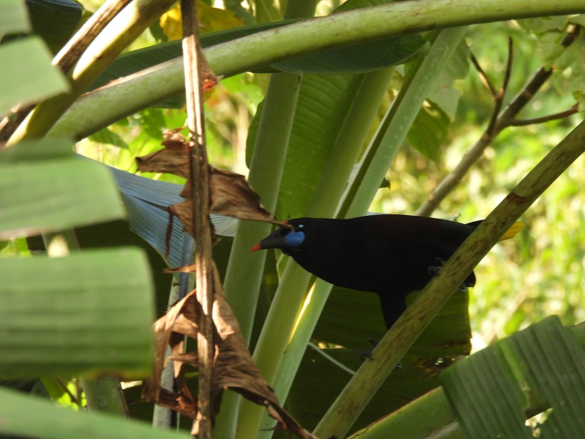 Black Oropendola - Eduar Paez