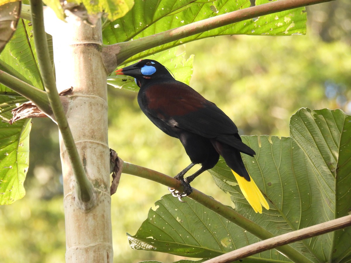 Black Oropendola - Eduar Paez