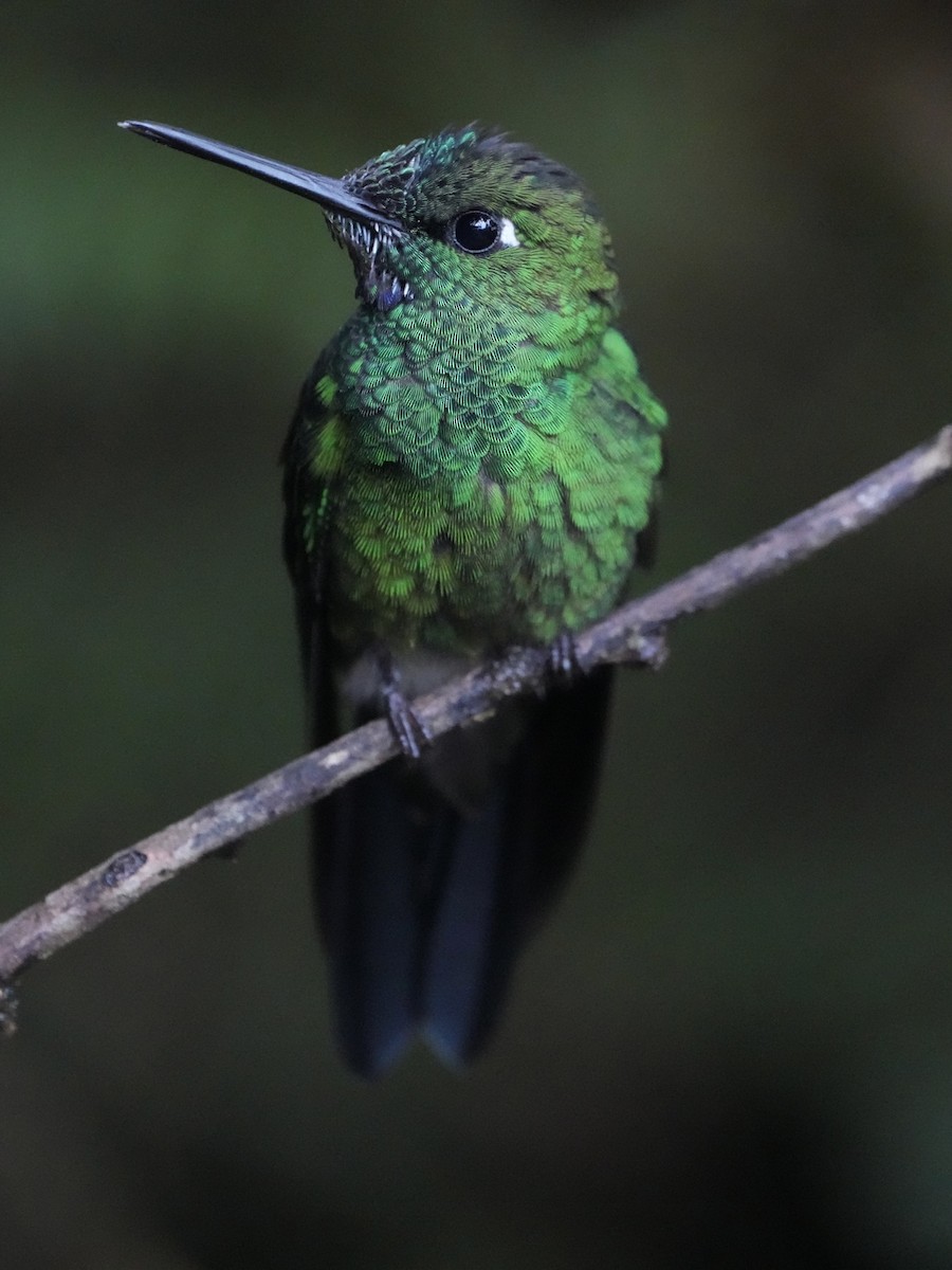 Green-crowned Brilliant - ML611955634