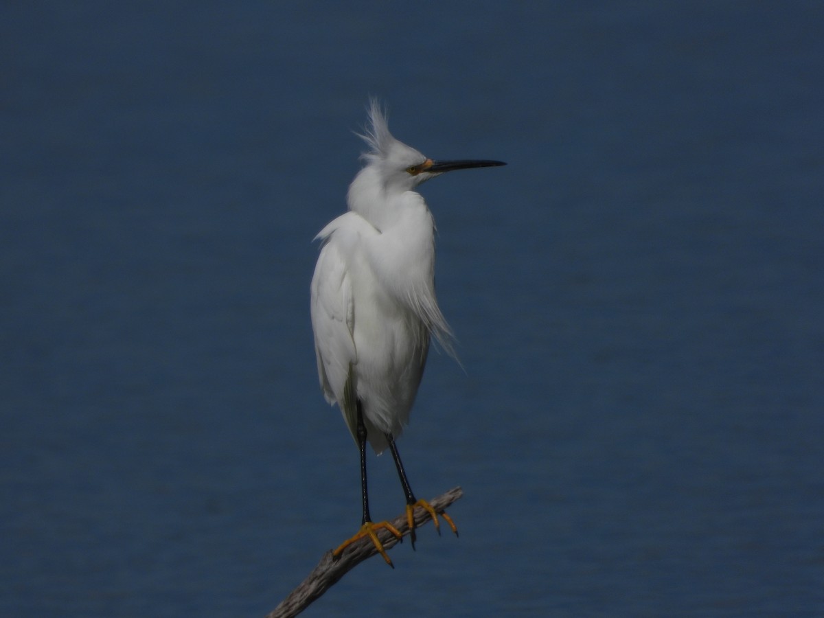 Snowy Egret - Fred Collins