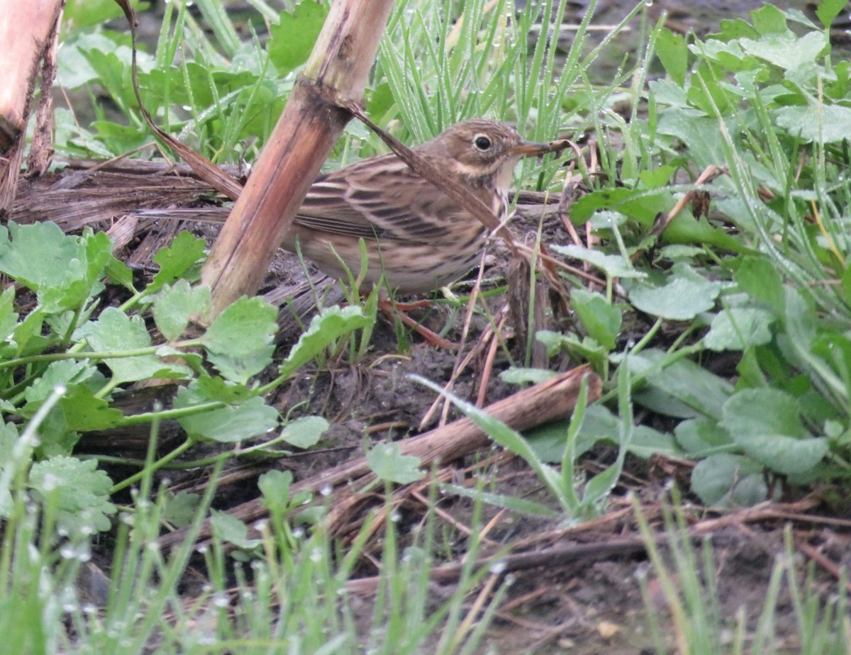 Wiesenpieper - ML611955882