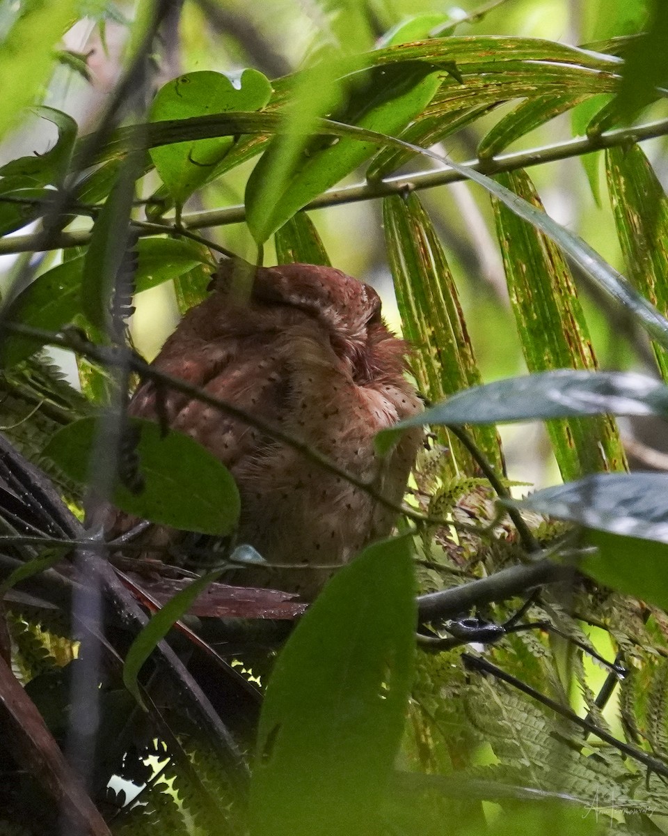 Serendib Scops-Owl - Anu Parthasarathy