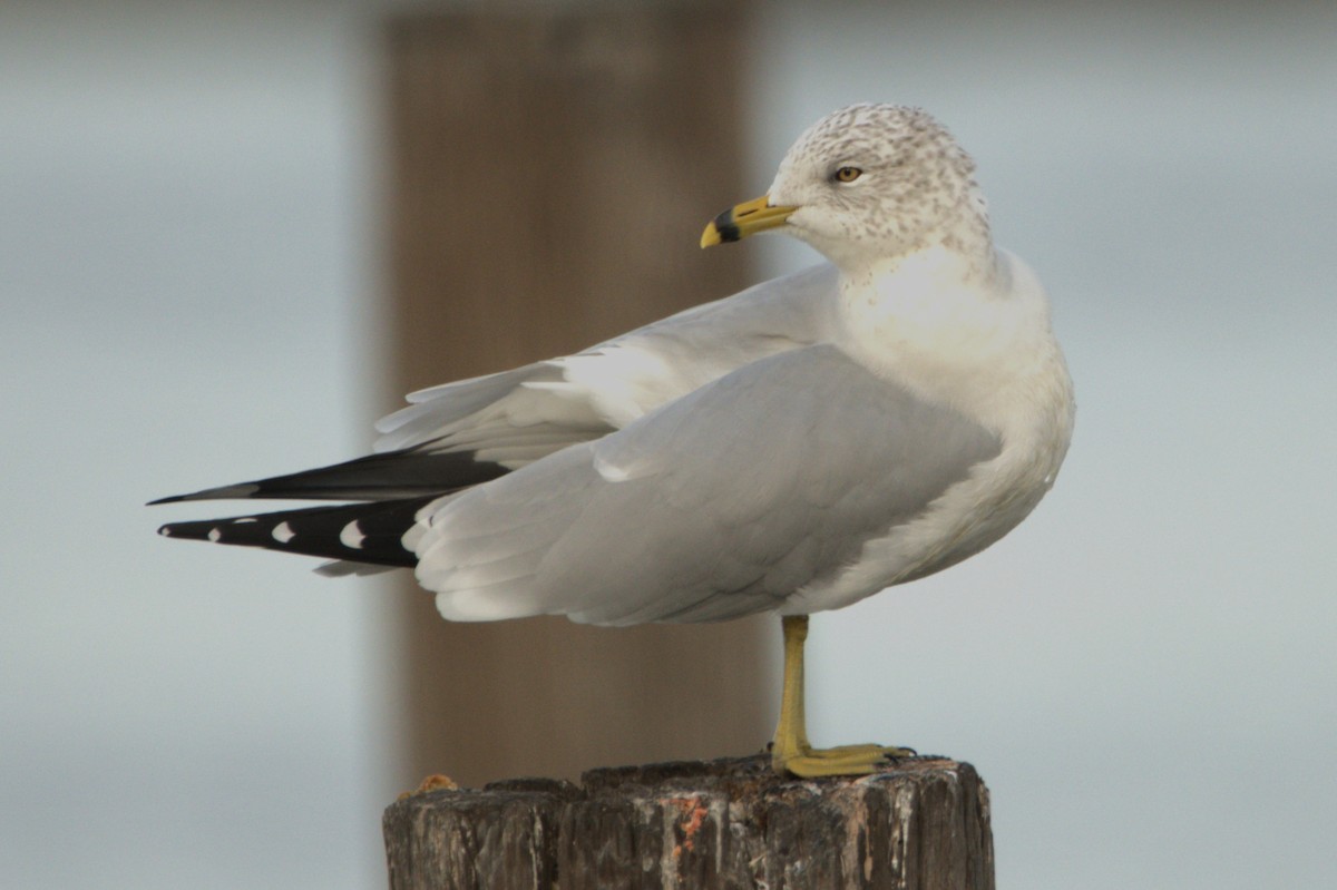 Ring-billed Gull - Aaron Powell