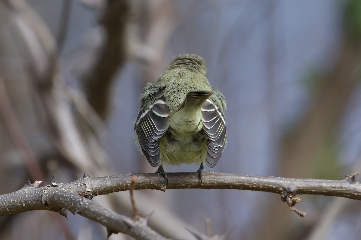 Western Flycatcher - ML611955969