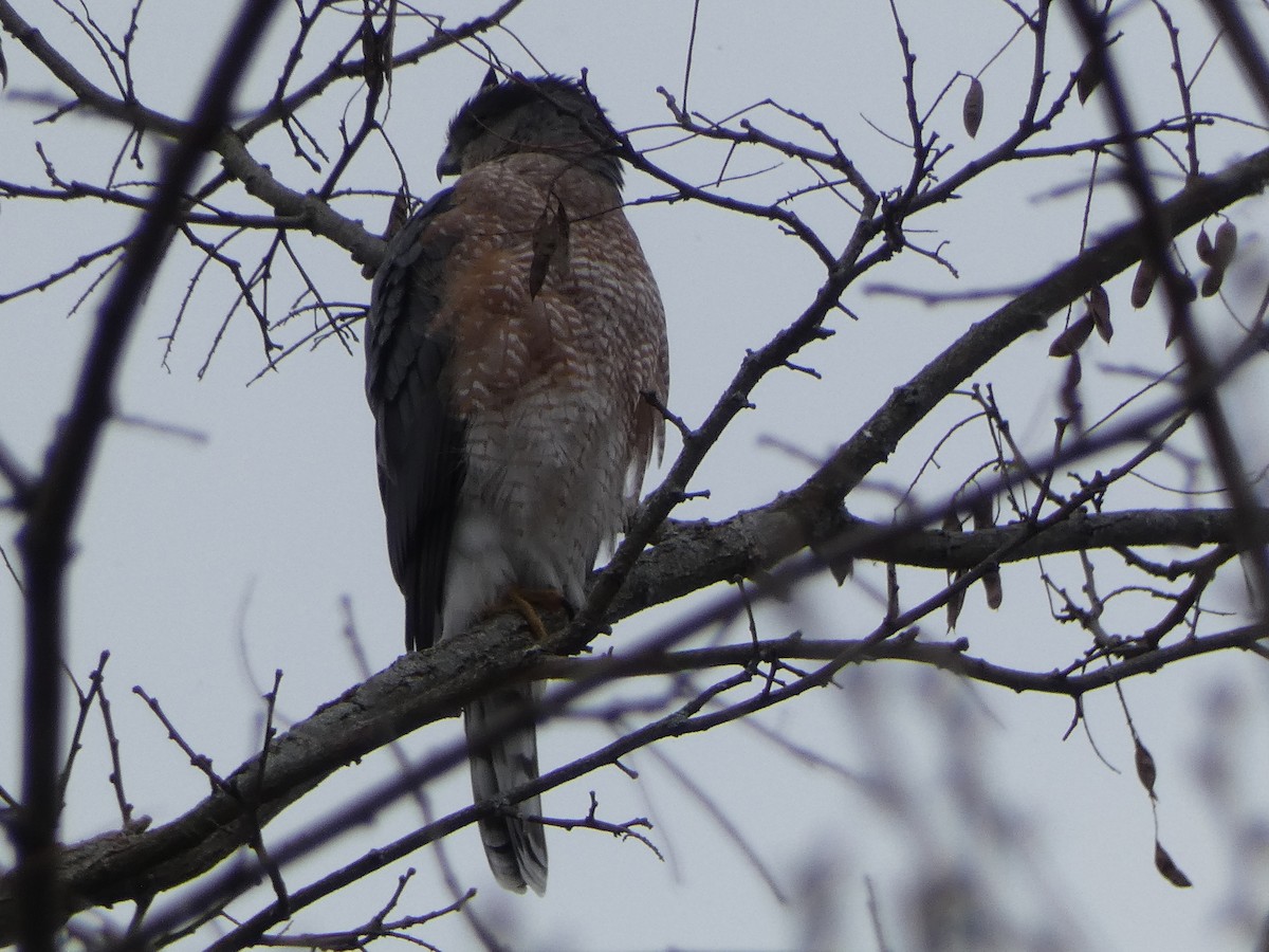 Cooper's Hawk - ML611956027