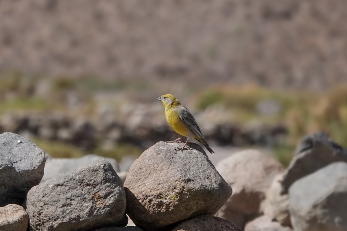 Bright-rumped Yellow-Finch - ML611956051