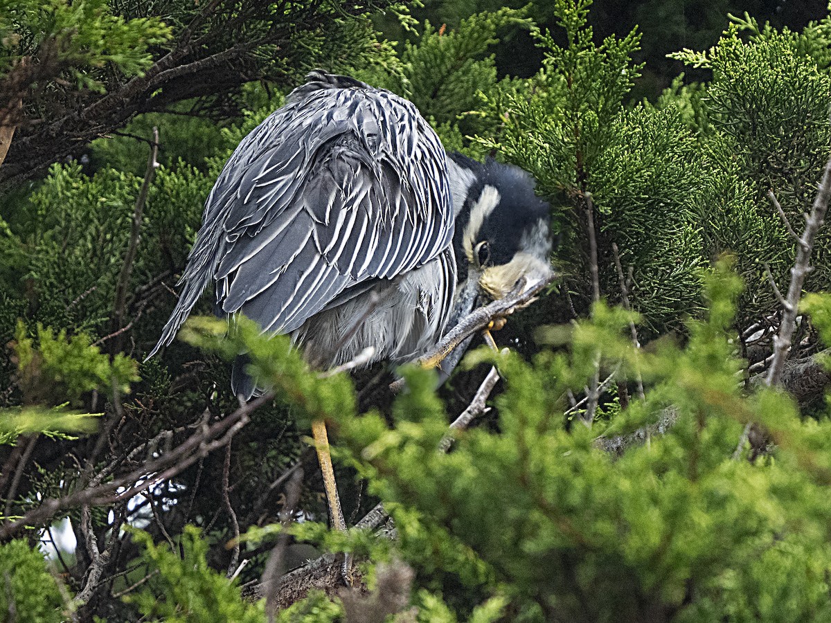 Yellow-crowned Night Heron - ML611956171