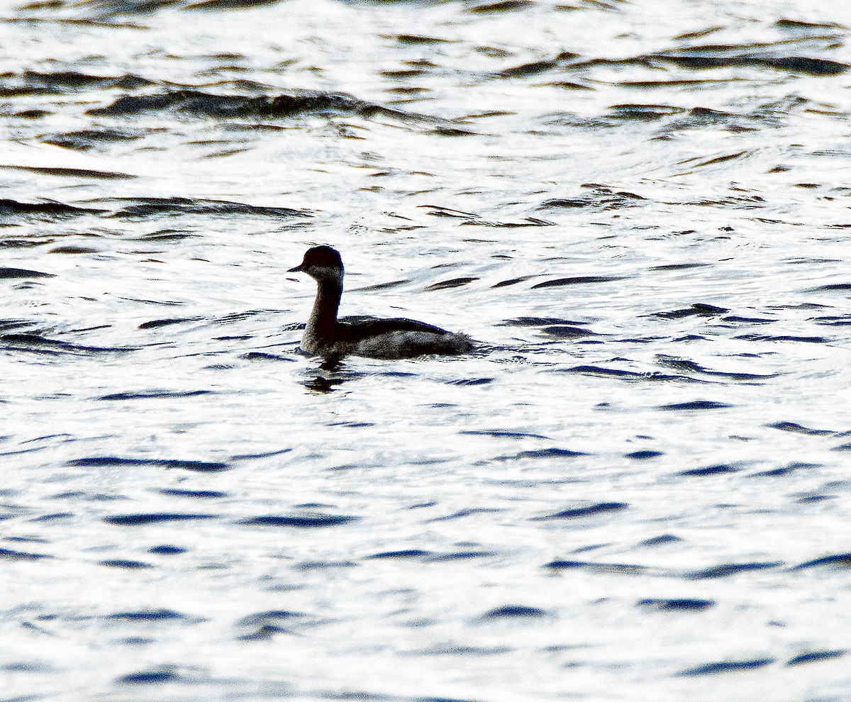 Eared Grebe - ML611956172