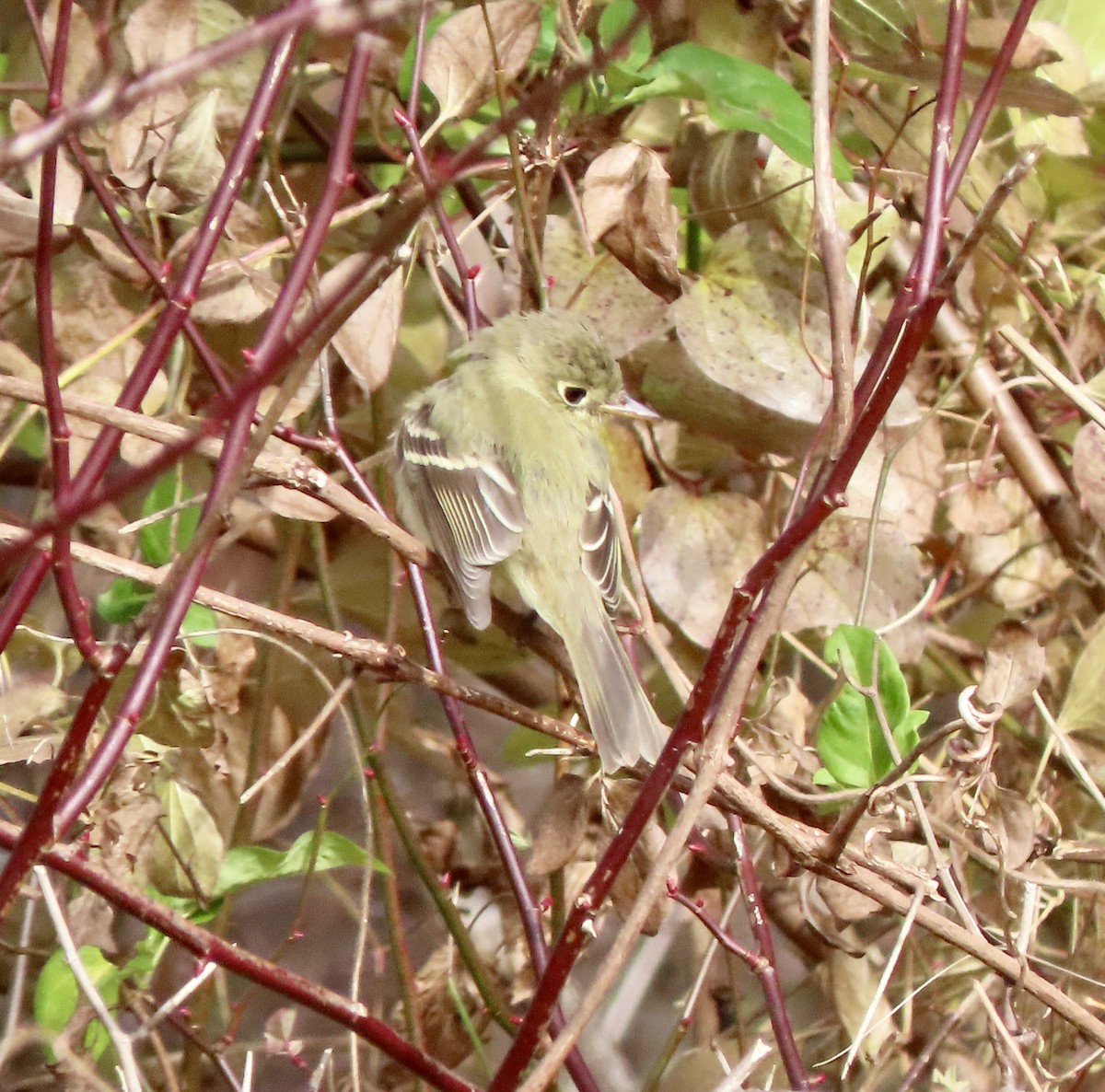 Western Flycatcher - ML611956245