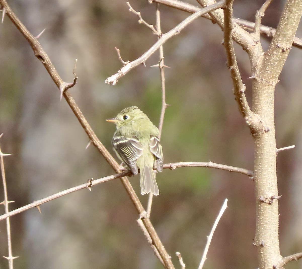 Western Flycatcher - ML611956247