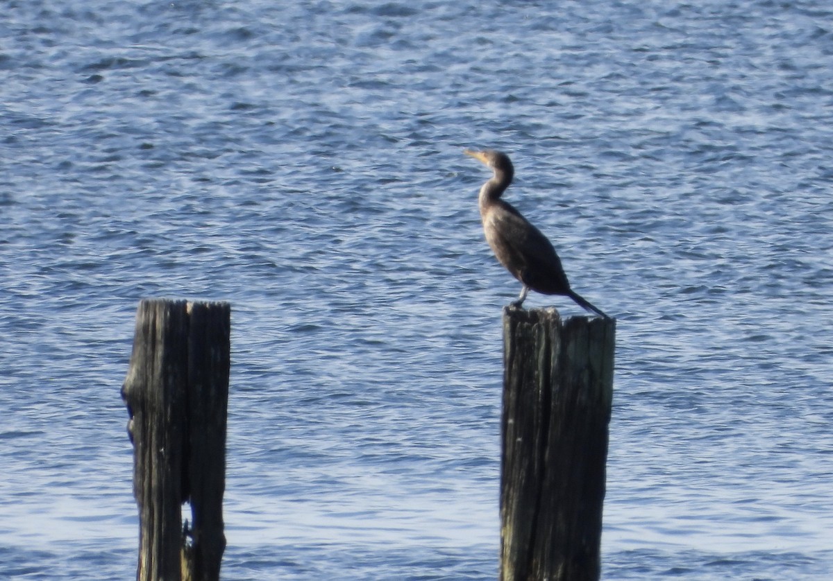 Double-crested Cormorant - ML611956311