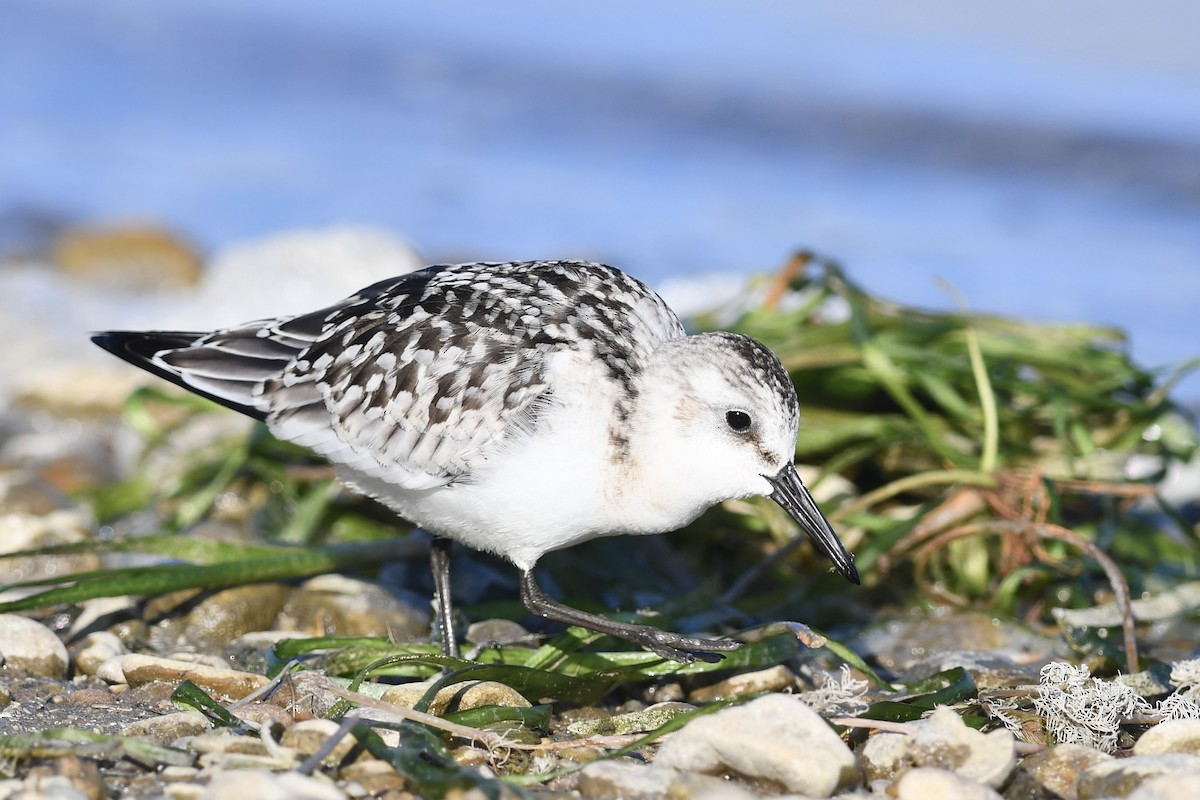 Bécasseau sanderling - ML611956314