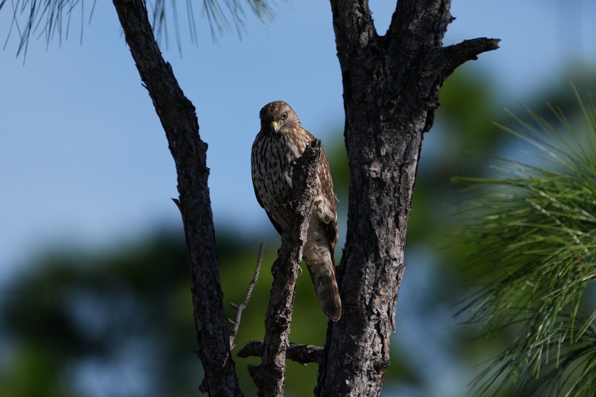 Red-shouldered Hawk - ML611956362