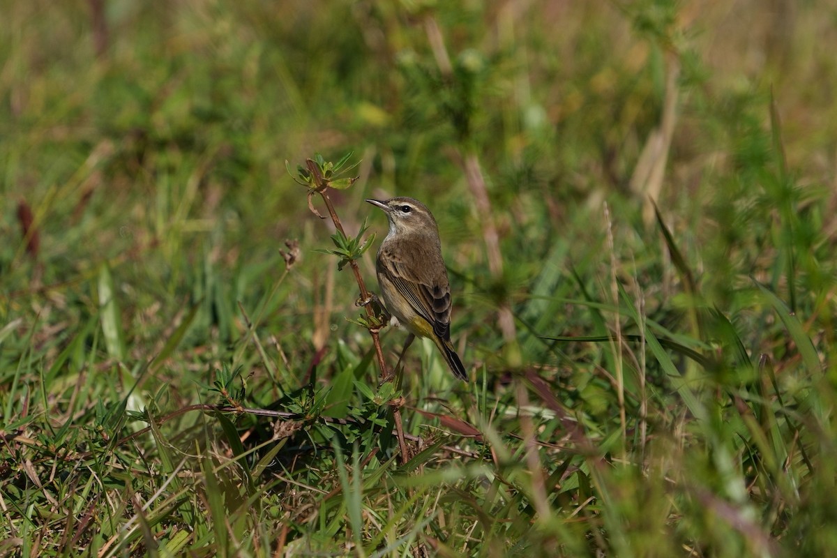 Palm Warbler - ML611956381