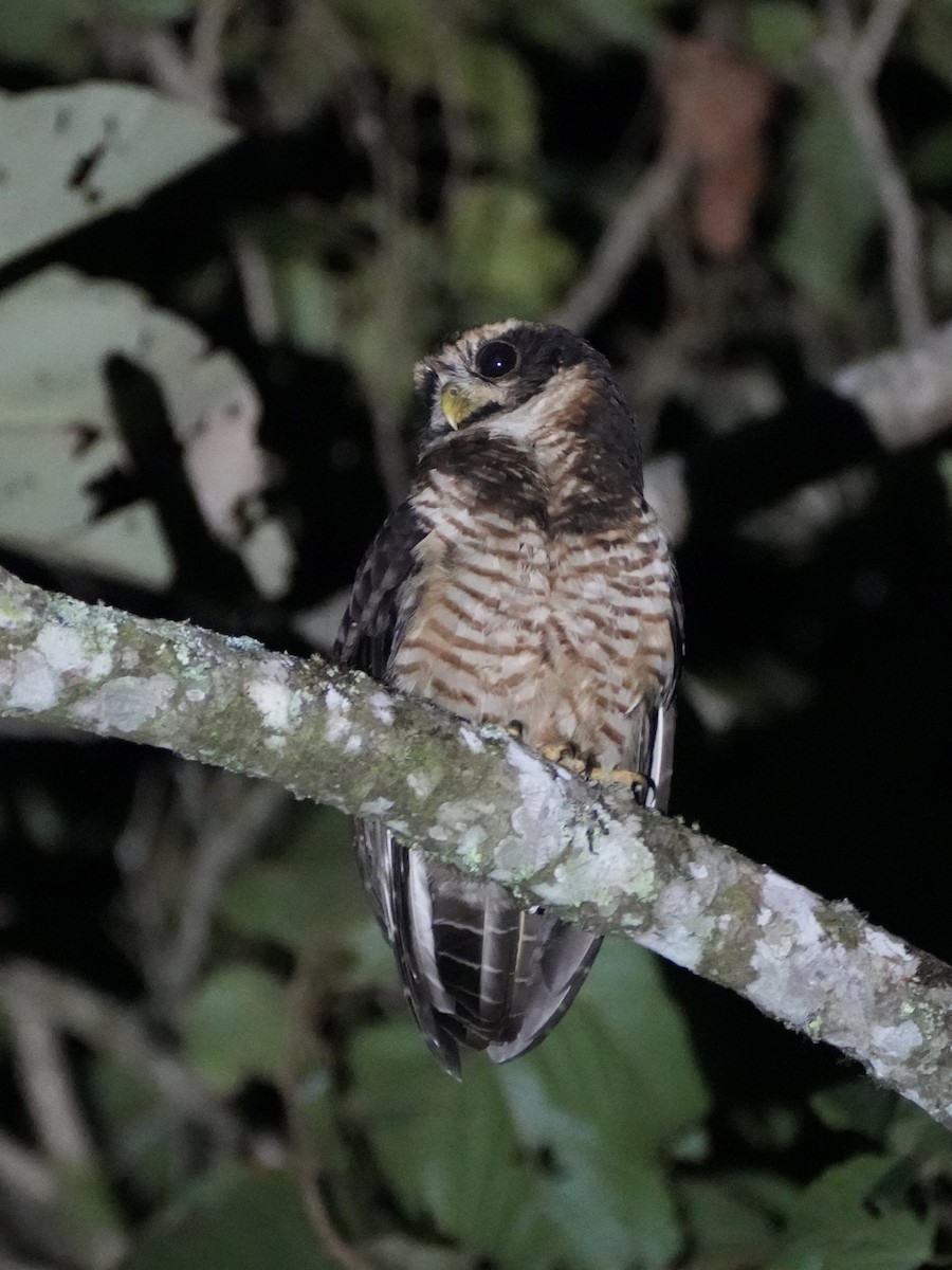 Band-bellied Owl - Chris Wills