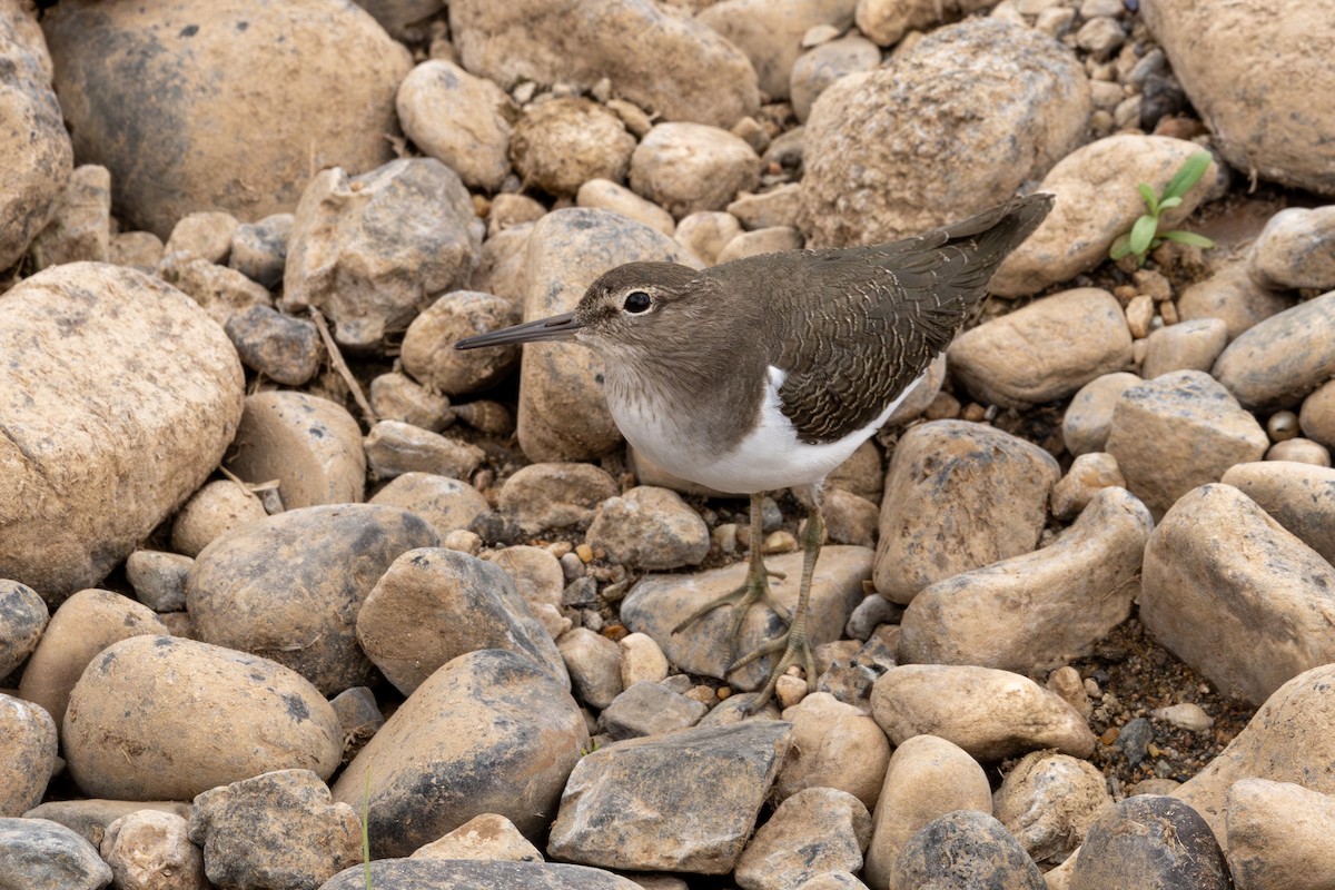 Common Sandpiper - Mason Flint