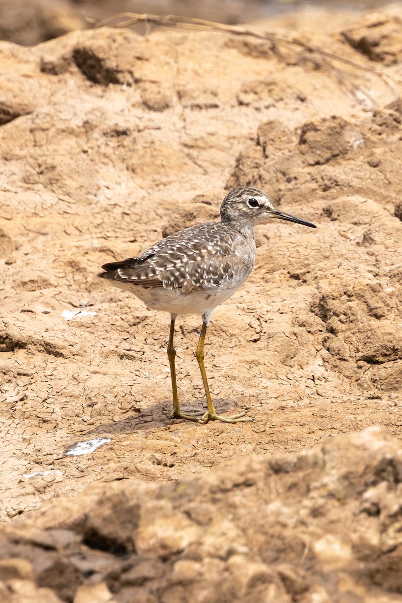 Wood Sandpiper - Mason Flint