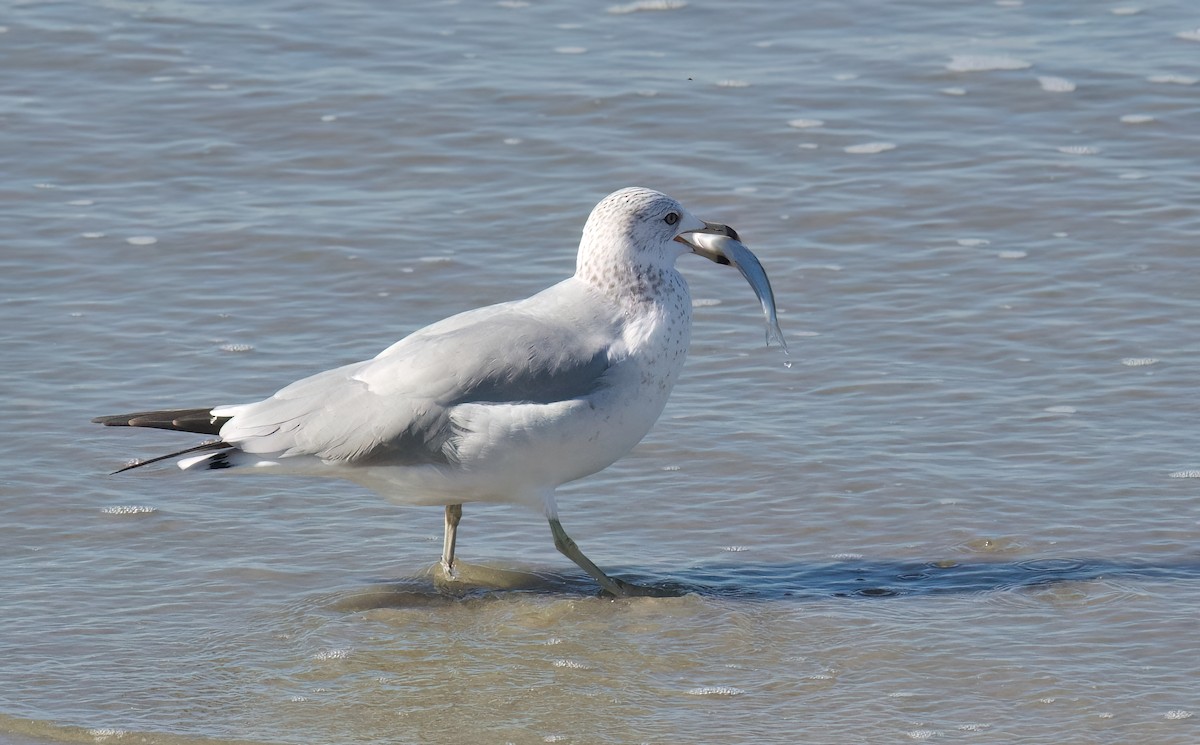 Ring-billed Gull - ML611956520