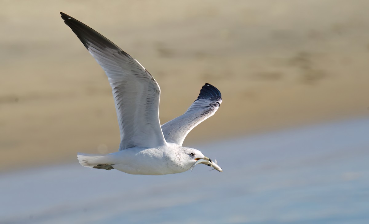 Ring-billed Gull - Jane Mygatt